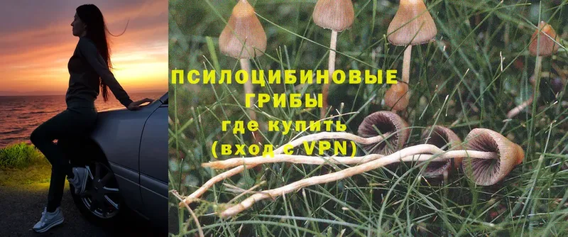 кракен как войти  Нерчинск  Галлюциногенные грибы Psilocybine cubensis  хочу  